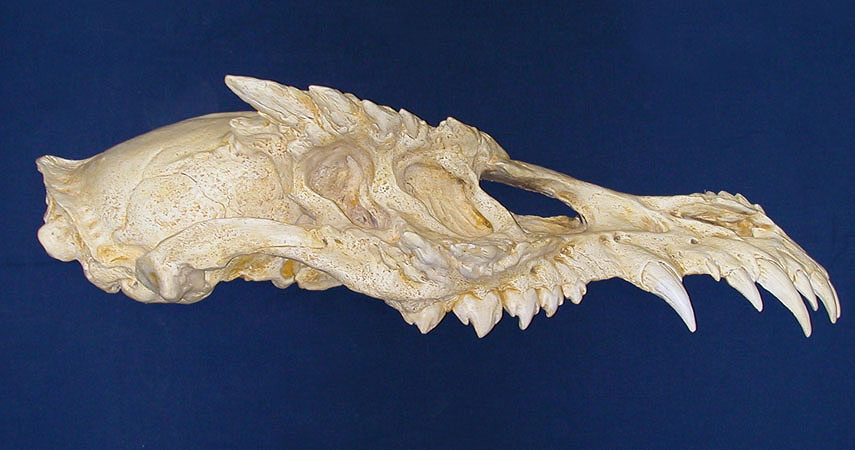 dragon dinosaur skull